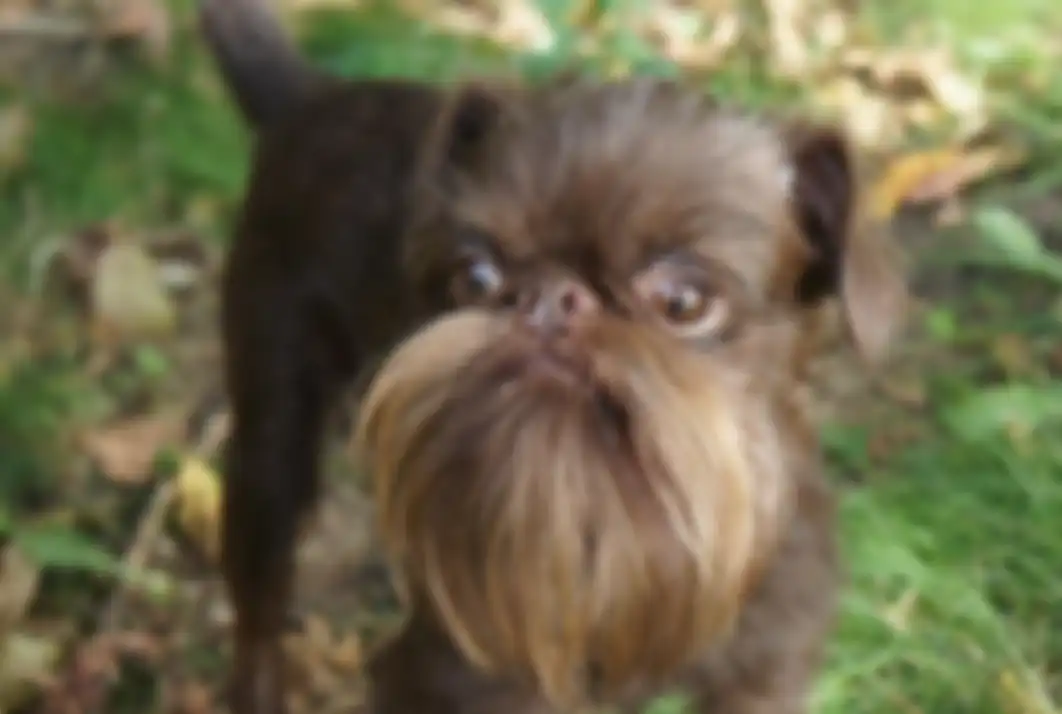 Nuts, anjing yang punya banyak idola karena kumis dan brewok tebalnya.