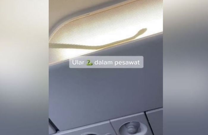 Penampakan ular di kabin pesawat Air Asia.