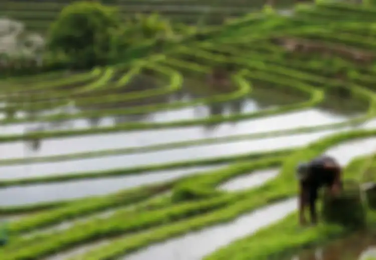 Berakar Dari Kehidupan Agraris Dan Semangat Gotong Royong, Inilah Sekilas Tentang Tradisi Ngayah Di Bali
