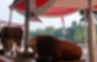 Jadi Sorotan Lantaran Presiden Jokowi Kurbankan Jenis Sapi Simmental, Siapa Sangka Sapi Tersebut Bukan Jenis Sembarangan, Berasal dari Negara Ini
