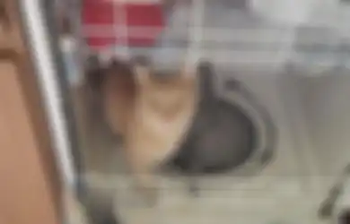 Jangan Nekat Kasih Makan Tempe ke Kucing! Bisa Picu Hipertiroid