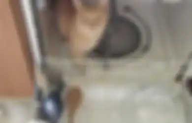 Jangan Nekat Kasih Makan Tempe ke Kucing! Bisa Picu Hipertiroid