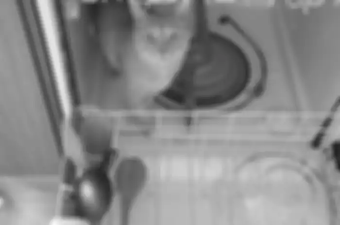Kelakuan kucing oren