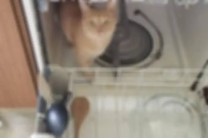 Kelakuan kucing oren