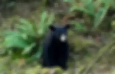 Bukan Karena Suka Buat Keributan, Beruang Hitam Ini Justru Ditembak Mati Karena 'Terlalu Ramah'