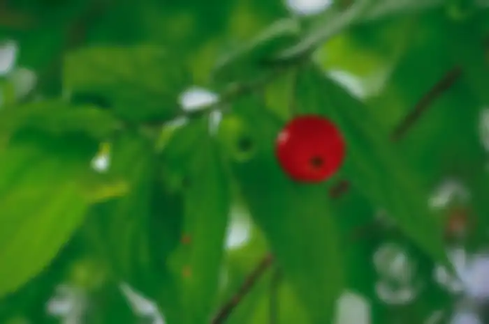 manfaat buah kersen alias talok
