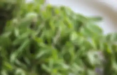 Para Ibu yang Baru Melahirkan Wajib Tahu! Air Rebusan Daun Kelor Punya Banyak Manfaat, Coba Rutin Minum Segelas Tiap Hari
