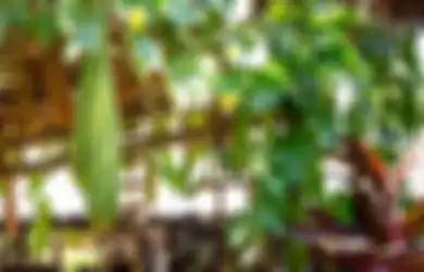Aneka Tips Kesehatan, Cobalah Minum Air Rebusan Oyong dengan Taburan Garam Dua Kali Sehari Bikin Tubuh Alami Perubahan Luar Biasa ini