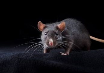 Arti Mimpi Tikus Tenang Dulu, Bisa Pertanda Baik dan Buruk untuk Hidup, Begini Penjelasannya