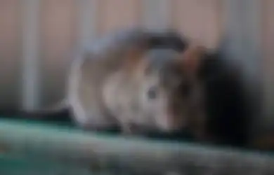 Ditinggal ke Kamar Mandi, Bayi Baru Lahir Jadi Korban Gigitan Tikus Sebesar Anak Kucing, Terungkap Begini Kondisinya yang Memilukan