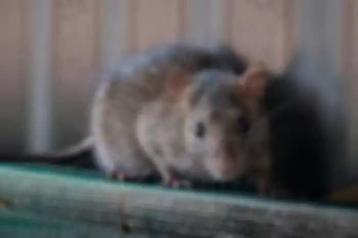 Ilustrasi tikus