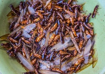 Kerap Datang di Saat Musim Hujan Tiba! Seperti Ini Cara-Cara untuk Mengusir Laron, Menggantung Irisan Bahan Ini Patut Dicoba!