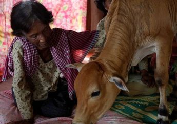 Ada-Ada Saja! Wanita Ini Menikahi Seekor Sapi Gegara Yakin sang Hewan Adalah Reinkarnasi Suaminya, sampai Titip Pesan Ini pada Anak-anaknya