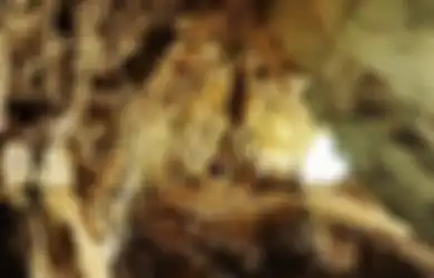 Abris Sous Roche, Tradisi Dan Kehidupan Manusia Purba Yang Tinggal Dalam Gua