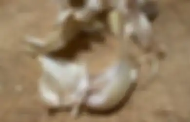 Biasa Dianggap Tak Punya Manfaat, Ternyata Kulit Bawang Putih Bisa Dimanfaatkan untuk Hal Ini