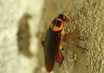 Arti Mimpi Kecoa Tak Selalu Pertanda Buruk, Biasanya Ada Kabar Bahagia yang Berkaitan dengan Rezeki sampai Hal Tak Terduga Lainnya, Berbahagialah!