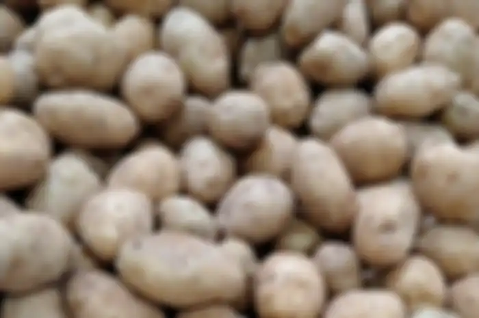 Kentang 