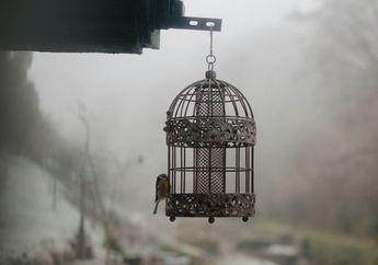 Arti Mimpi Sangkar Rupanya Memiliki Pertanda tentang Kebutuhan Agar Bisa Berubah, Apa Maksudnya?