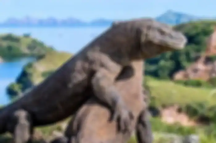 Komodo, satwa purba yang hanya dijumpai di kawasan Taman Nasional Komodo dan sekitarnya.