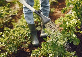 6 Manfaat Kesehatan yang Tak Terduga dari Berkebun untuk Para Lansia