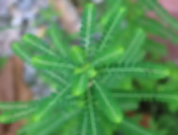 meniran