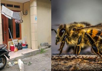 Innalillahi, Balita di Bogor Tewas Disengat Tawon Mematikan, Saksi Mata Beberkan Hal Ini: Bengkak Semua