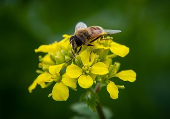 Persamaan dan Perbedaan antara Ketiga Jenis Simbiosis, Cari Kunci Jawaban Kelas 5 SD Tema 5