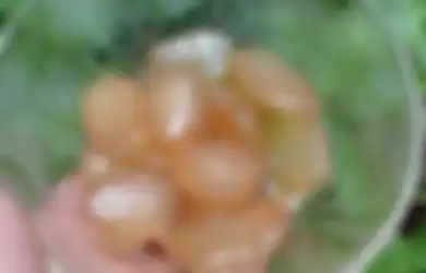 Aneka Tips Kesehatan, Untung Baru Tahu Sekarang, Makan Kolang Kaling Ketika Sarapan Bisa Bikin Tubuh Alami Perubahan ini