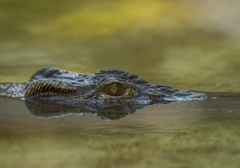 Seorang Wanita Pencari Kerang Asal Banten Diserang Buaya Sampai Diseret ke Dalam Air, Warga Lakukan Aksi Penyelamatan Hingga Harus Tarik Menarik dengan Buaya Selama 20 Menit