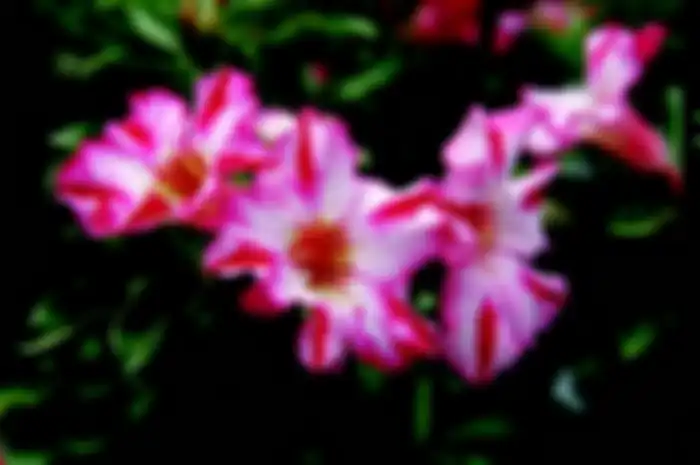Tiga jenis bentuk bunga adenium.