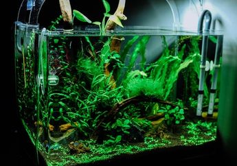 Arti Mimpi Akuarium Ternyata Jadi Pertanda Rasa Khawatir hingga Cemburu, Simak nih Tafsirannya!