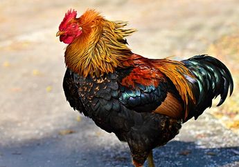 5 Arti Mimpi Dipatuk Ayam, Peringatan Bakal Ada Konflik hingga Perwujudan Orang Iri, Ini Penjelasannya