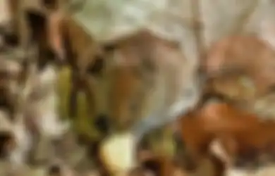 Cegah Tikus Datang Lagi, Ini Cara Mengusir Tikus yang Tahan Lama
