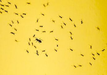 Gak Lagi-Lagi deh Pusing Gegara Makanan Dikerubungi Semut! Seperti Ini Cara Membasmi Semut dari Rumah, Bisa Sebarkan Hal Ini