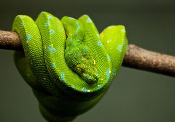 5 Arti Mimpi Menangkap Ular Hijau, Awas Jadi Isyarat Buruk, Simbol Tipu Daya dan Kebohongan!