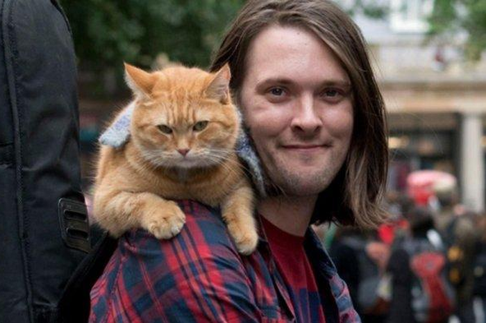 Viral! Bikin Geger Jagat Twitter, Siapa Sangka Kucing Oren Ini Ternyata Bukan Hewan Sembarangan, Terungkap Kisah Heroik Bob si Kucing yang Berhasil Selamatkan Tunawisma di Jalanan