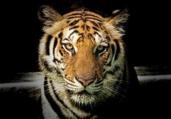 5 Arti Mimpi Digigit Harimau, Berhati-hatilah Ada Bahaya Mengintai, Konon Simpan Pertanda Buruk Ini!