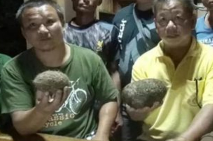 Peternak babi ini temukan benda aneh saat menyembelih hewan ternaknya.
