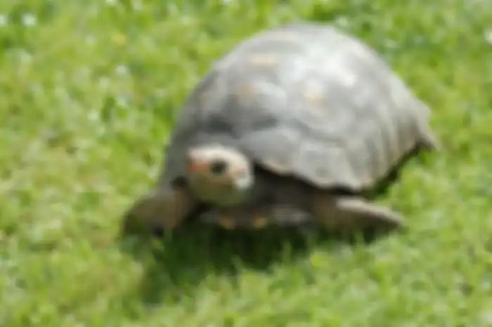 Kura-kura 