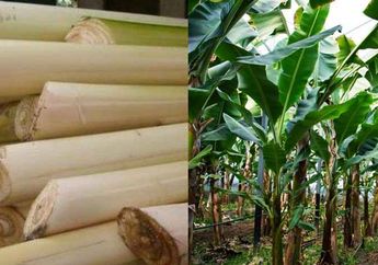 Kerap Dibuang-buang, Ternyata Gedebok Pisang Punya Khasiat Mengejutkan, Ampuh Kontrol Kolesterol