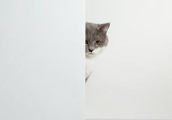 6 Arti Mimpi Bersembunyi, Kondisi Kejiwaan Anda Terungkap, Sedang Tidak Baik-baik Saja?