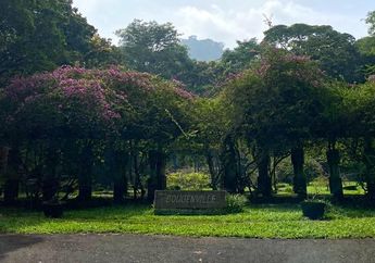 Mengintip Indahnya Taman Bougenville, Spot Favorite Wisatawan di Kebun Raya Purwodadi