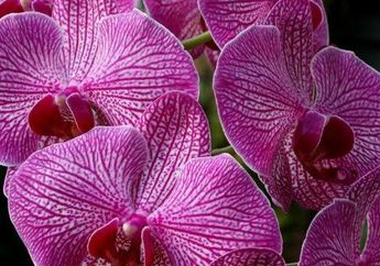 5 Bunga Pembawa Keberuntungan Saat Imlek 2026, Diyakini Bisa Datangnya Kebahagiaan