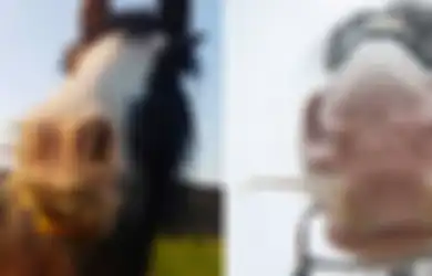 Banyak yang Belum Tau, Kuda Ternyata Bisa Punya Kumis Kayak Manusia Lho!