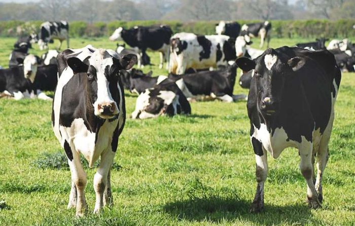 Peningkatan emisi terbesar dalam rantai pasokan makanan global dipicu oleh konsumsi daging sapi dan produk susu. 
