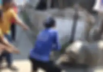 Ngeri, Pemotor Terjungkal Diseruduk Kerbau yang Ngamuk Saat Akan Disembelih, Warga Hiteris