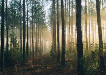 Arti Mimpi Hutan bak Sebuah Pesan yang Menyampaikan Banyak Manfaat, namun Harap Tetap Hati-Hati Terhadap Kemungkinan Pengkhianatan!