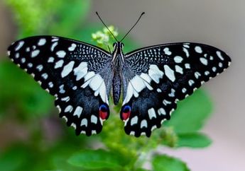 Arti Mimpi Kupu-Kupu Ternyata Banyak Mengandung Makna Indah, Ada Tentang Cinta yang Bahagia Bahkan sampai Kesuksesan Bisnis