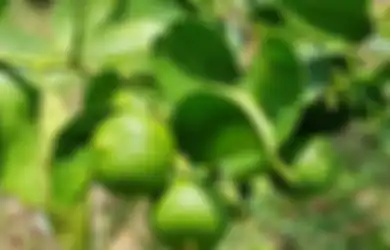 Satu Indonesia Nyesel Baru Tahu, Modal Daun Jeruk Sudah Mampu Atasi Bau Mulut, Ternyata Begini Cara Pemakaiannya, Gampang Banget!