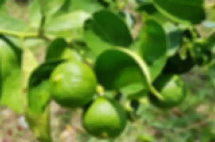 Daun jeruk purut ampuh atasi bau mulut